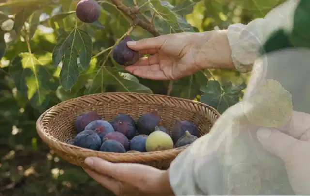 Hand pflückt eine reife Feige über einem flachen Korb mit Früchten; Thema Haselnuss, Schwerpunkt Saisonkalender; Kontrolle.
