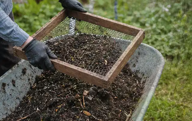 Behandschuhte Hände sieben reifen Kompost über einer Gartenschubkarre; Thema Haselnuss, Schwerpunkt Schnitt; Ausgangslage.