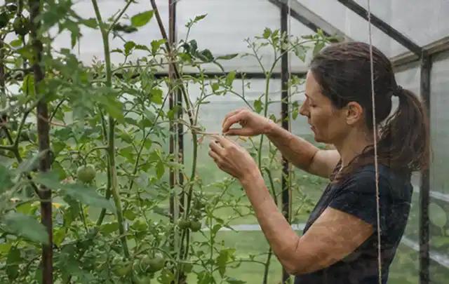 Person bindet junge Tomatentriebe in einem privaten Gewächshaus vorsichtig an; Thema Haselnuss, Schwerpunkt Schnitt; Umsetzung.