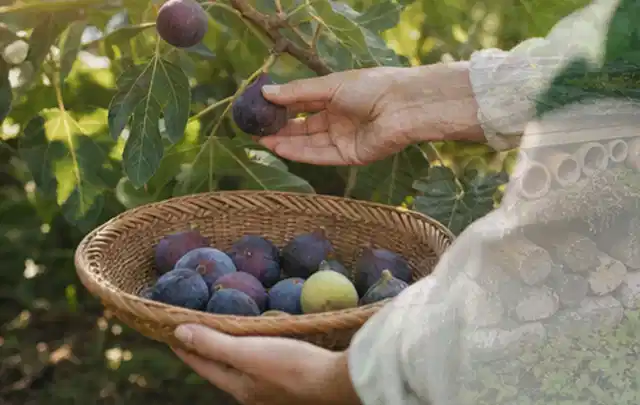 Hand pflückt eine reife Feige über einem flachen Korb mit Früchten; Thema Haselnuss, Schwerpunkt Schnitt; Praxisalltag.