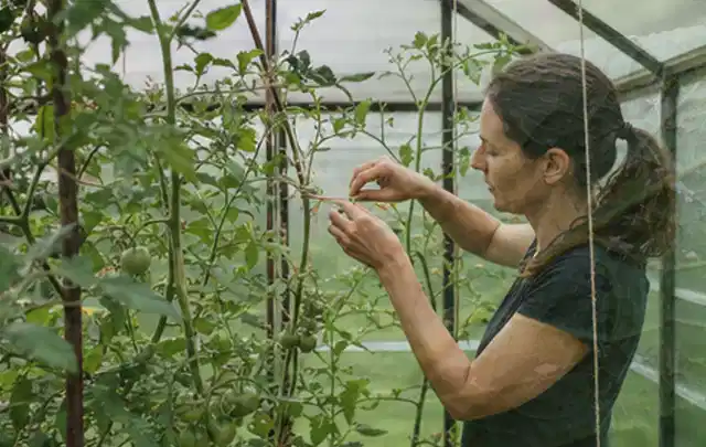 Person bindet junge Tomatentriebe in einem privaten Gewächshaus vorsichtig an; Thema Haselnuss, Schwerpunkt Sortenwahl; Praxisalltag.