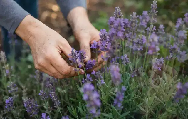 Hände pflegen blühenden Lavendel in einem natürlich angelegten Gartenbeet; Thema Hecken, Schwerpunkt Pflanzen; Umsetzung.