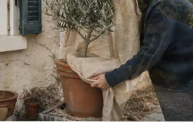 Person umhüllt eine mediterrane Kübelpflanze mit atmungsaktivem Winterschutz; Thema Hecken, Schwerpunkt Pflanzen; Ergebnis.