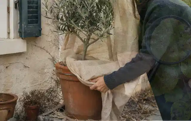 Person umhüllt eine mediterrane Kübelpflanze mit atmungsaktivem Winterschutz; Thema Heckenpflanzen, Schwerpunkt Bewässerung; Umsetzung.
