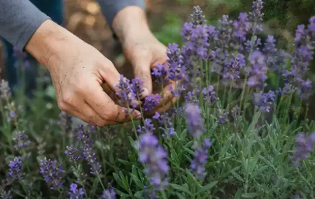 Hände pflegen blühenden Lavendel in einem natürlich angelegten Gartenbeet; Thema Heckenpflanzen, Schwerpunkt Bewässerung; Praxisalltag.