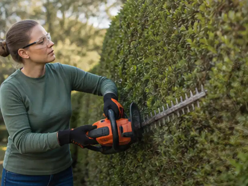 Person schneidet eine dichte Gartenhecke mit Schutzbrille und sicherem Stand; Thema Heckenpflanzen, Schwerpunkt Düngung; Titelbild.