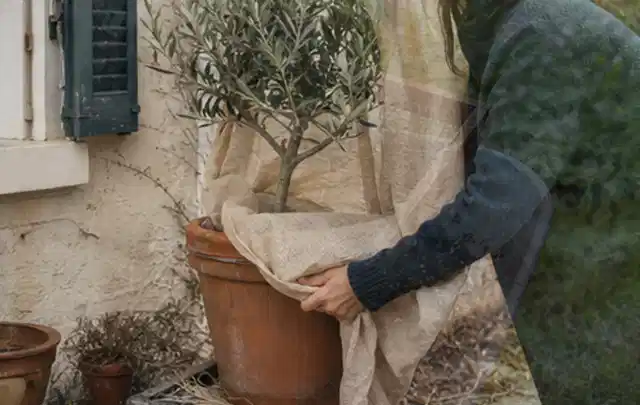 Person umhüllt eine mediterrane Kübelpflanze mit atmungsaktivem Winterschutz; Thema Heckenpflanzen, Schwerpunkt Düngung; Ergebnis.