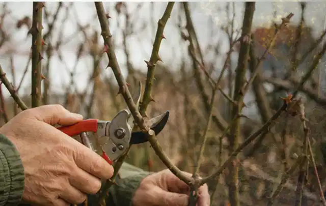 Hände schneiden einen älteren Rosenstrauch mit einer sauberen Gartenschere; Thema Heckenpflanzen, Schwerpunkt Düngung; Praxisalltag.