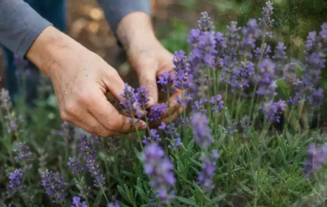 Hände pflegen blühenden Lavendel in einem natürlich angelegten Gartenbeet; Thema Heckenpflanzen, Schwerpunkt Einsteigerwissen; Kontrolle.