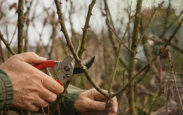 Hände schneiden einen älteren Rosenstrauch mit einer sauberen Gartenschere; Thema Heckenpflanzen, Schwerpunkt Fehlerhilfe; Ergebnis.