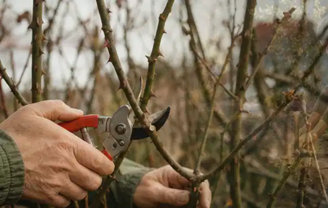 Hände schneiden einen älteren Rosenstrauch mit einer sauberen Gartenschere; Thema Heckenpflanzen, Schwerpunkt Gartenpraxis; Praxisalltag.