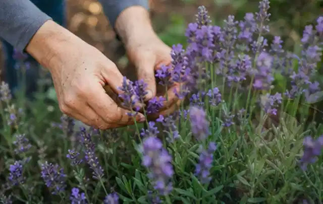 Hände pflegen blühenden Lavendel in einem natürlich angelegten Gartenbeet; Thema Heckenpflanzen, Schwerpunkt Jahrespflege; Praxisalltag.
