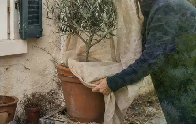 Person umhüllt eine mediterrane Kübelpflanze mit atmungsaktivem Winterschutz; Thema Heckenpflanzen, Schwerpunkt Kaufberatung; Ergebnis.