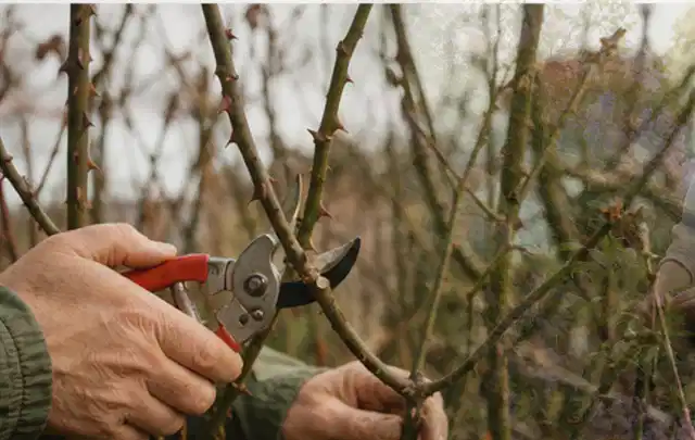 Hände schneiden einen älteren Rosenstrauch mit einer sauberen Gartenschere; Thema Heckenpflanzen, Schwerpunkt Pflanzen; Ausgangslage.