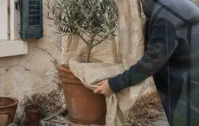 Person umhüllt eine mediterrane Kübelpflanze mit atmungsaktivem Winterschutz; Thema Heckenpflanzen, Schwerpunkt Pflanzen; Kontrolle.