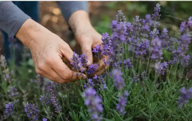 Hände pflegen blühenden Lavendel in einem natürlich angelegten Gartenbeet; Thema Heckenpflanzen, Schwerpunkt Pflanzengesundheit; Kontrolle.