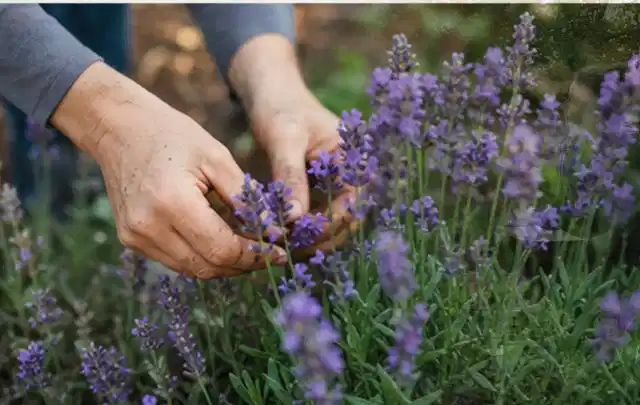 Hände pflegen blühenden Lavendel in einem natürlich angelegten Gartenbeet; Thema Heckenpflanzen, Schwerpunkt Pflanzenschutz; Umsetzung.