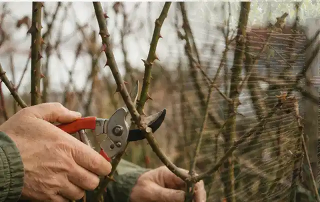 Hände schneiden einen älteren Rosenstrauch mit einer sauberen Gartenschere; Thema Heckenpflanzen, Schwerpunkt Pflanzenschutz; Praxisalltag.