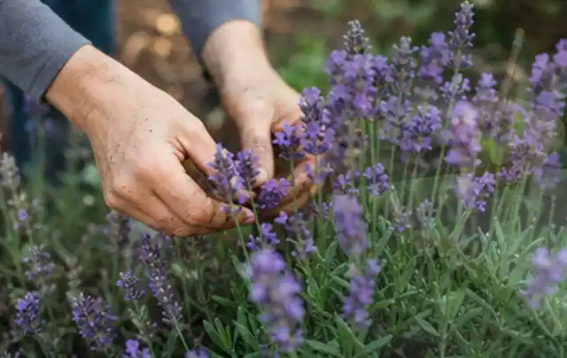 Hände pflegen blühenden Lavendel in einem natürlich angelegten Gartenbeet; Thema Heckenpflanzen, Schwerpunkt Pflanzpartner; Ergebnis.
