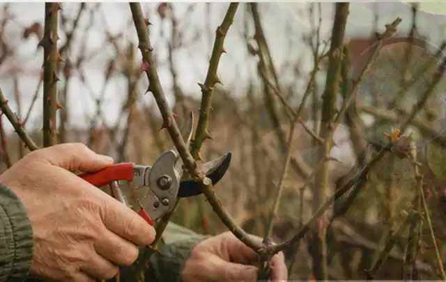 Hände schneiden einen älteren Rosenstrauch mit einer sauberen Gartenschere; Thema Heckenpflanzen, Schwerpunkt Problemlösung; Umsetzung.