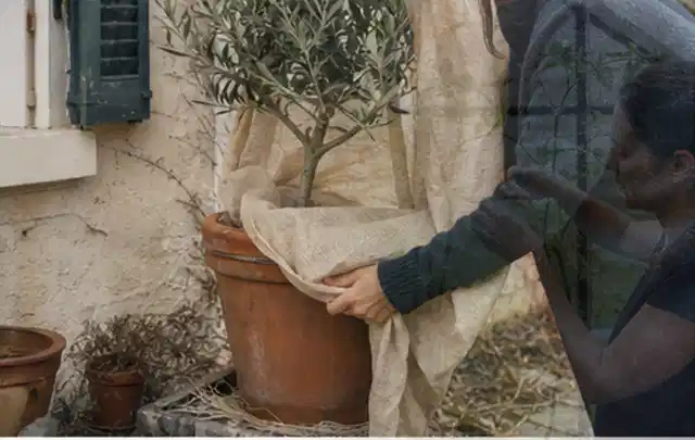 Person umhüllt eine mediterrane Kübelpflanze mit atmungsaktivem Winterschutz; Thema Heckenpflanzen, Schwerpunkt Rückschnitt; Kontrolle.