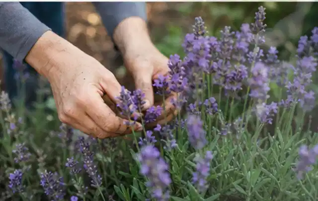 Hände pflegen blühenden Lavendel in einem natürlich angelegten Gartenbeet; Thema Heckenpflanzen, Schwerpunkt Sortenwahl; Ergebnis.