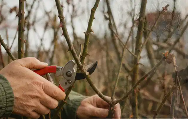 Hände schneiden einen älteren Rosenstrauch mit einer sauberen Gartenschere; Thema Heckenpflanzen, Schwerpunkt Standort; Ausgangslage.