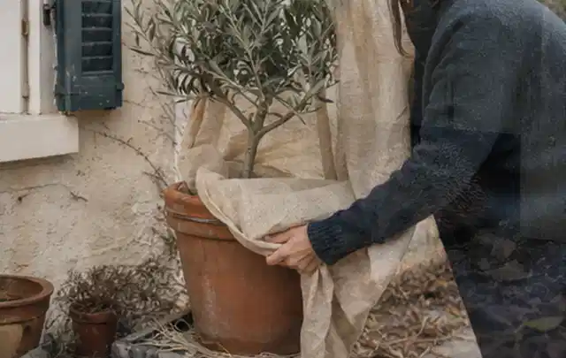 Person umhüllt eine mediterrane Kübelpflanze mit atmungsaktivem Winterschutz; Thema Heckenpflanzen, Schwerpunkt Topfkultur; Praxisalltag.