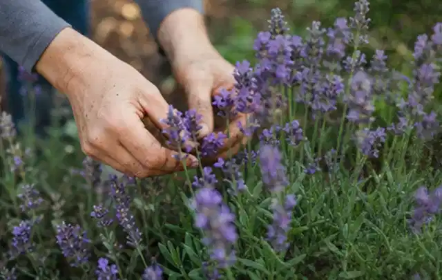 Hände pflegen blühenden Lavendel in einem natürlich angelegten Gartenbeet; Thema Heckenpflanzen, Schwerpunkt Vermehrung; Praxisalltag.