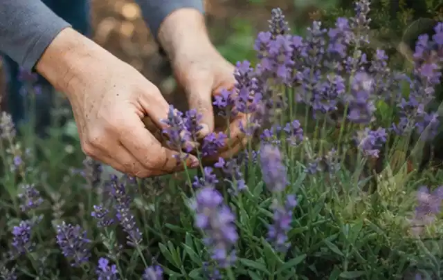 Hände pflegen blühenden Lavendel in einem natürlich angelegten Gartenbeet; Thema Heckenpflanzen, Schwerpunkt Wachstum; Umsetzung.
