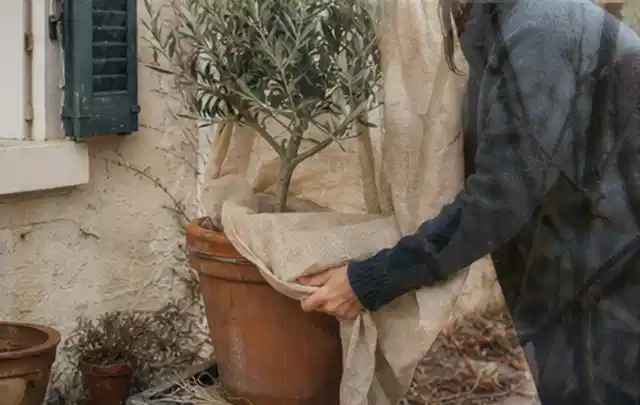 Person umhüllt eine mediterrane Kübelpflanze mit atmungsaktivem Winterschutz; Thema Heckenpflanzen, Schwerpunkt Winterpflege; Ausgangslage.