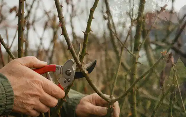 Hände schneiden einen älteren Rosenstrauch mit einer sauberen Gartenschere; Thema Heckenscheren, Schwerpunkt Anwendung; Ausgangslage.