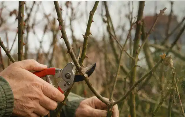 Hände schneiden einen älteren Rosenstrauch mit einer sauberen Gartenschere; Thema Heckenscheren, Schwerpunkt Bestenliste; Praxisalltag.