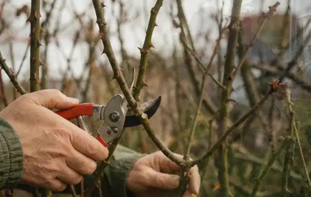 Hände schneiden einen älteren Rosenstrauch mit einer sauberen Gartenschere; Thema Heckenscheren, Schwerpunkt Checkliste; Umsetzung.