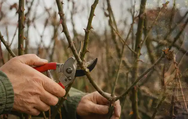 Hände schneiden einen älteren Rosenstrauch mit einer sauberen Gartenschere; Thema Heckenscheren, Schwerpunkt Dimensionierung; Praxisalltag.