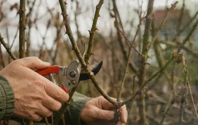 Hände schneiden einen älteren Rosenstrauch mit einer sauberen Gartenschere; Thema Heckenscheren, Schwerpunkt Ersatzteile; Umsetzung.