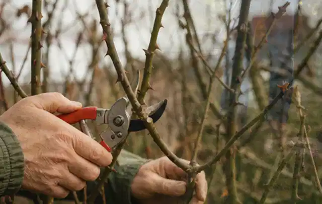 Hände schneiden einen älteren Rosenstrauch mit einer sauberen Gartenschere; Thema Heckenscheren, Schwerpunkt Fehlerhilfe; Umsetzung.