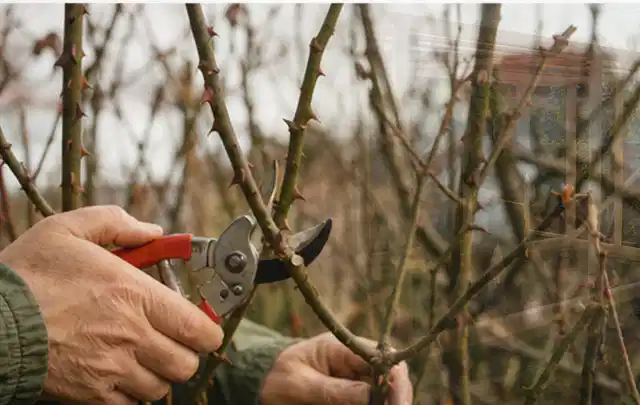 Hände schneiden einen älteren Rosenstrauch mit einer sauberen Gartenschere; Thema Heckenscheren, Schwerpunkt Gärten mit großer Fläche; Ergebnis.