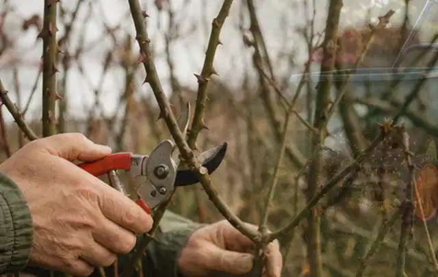 Hände schneiden einen älteren Rosenstrauch mit einer sauberen Gartenschere; Thema Heckenscheren, Schwerpunkt Gärten mit kleiner Fläche; Ausgangslage.