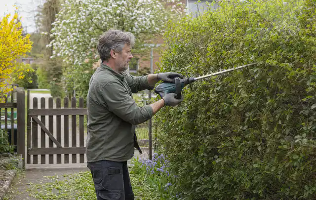 Person schneidet eine Gartenhecke mit einem motorisierten Gartengerät; Thema Heckenscheren, Schwerpunkt Gärten mit kleiner Fläche; Ergebnis.