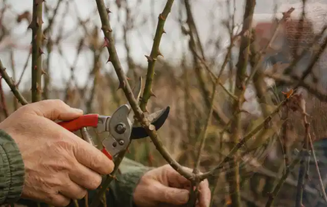 Hände schneiden einen älteren Rosenstrauch mit einer sauberen Gartenschere; Thema Heckenscheren, Schwerpunkt Kaufberatung; Praxisalltag.