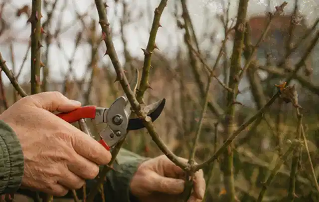 Hände schneiden einen älteren Rosenstrauch mit einer sauberen Gartenschere; Thema Heckenscheren, Schwerpunkt Kosten; Kontrolle.