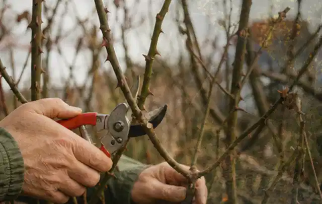 Hände schneiden einen älteren Rosenstrauch mit einer sauberen Gartenschere; Thema Heckenscheren, Schwerpunkt Leistung; Ausgangslage.
