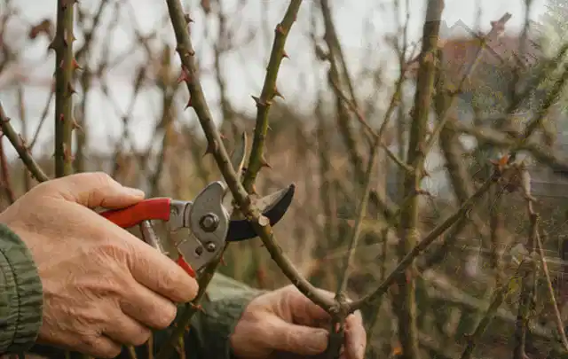 Hände schneiden einen älteren Rosenstrauch mit einer sauberen Gartenschere; Thema Heckenscheren, Schwerpunkt Nachhaltigkeit; Praxisalltag.