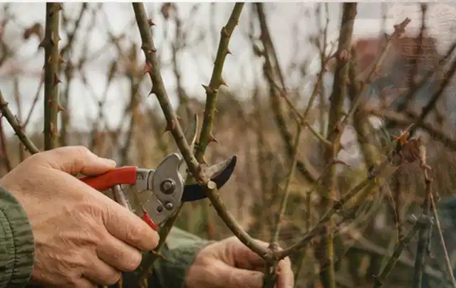 Hände schneiden einen älteren Rosenstrauch mit einer sauberen Gartenschere; Thema Heckenscheren, Schwerpunkt Reinigung; Ausgangslage.