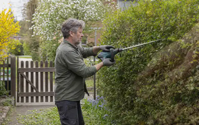 Person schneidet eine Gartenhecke mit einem motorisierten Gartengerät; Thema Heckenscheren, Schwerpunkt Reinigung; Kontrolle.