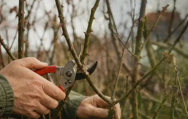Hände schneiden einen älteren Rosenstrauch mit einer sauberen Gartenschere; Thema Heckenscheren, Schwerpunkt Reparatur; Ergebnis.