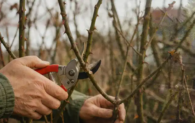 Hände schneiden einen älteren Rosenstrauch mit einer sauberen Gartenschere; Thema Heckenscheren, Schwerpunkt Sicherheit; Umsetzung.