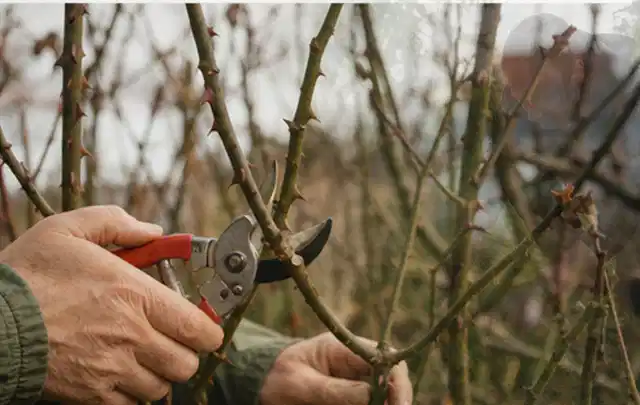 Hände schneiden einen älteren Rosenstrauch mit einer sauberen Gartenschere; Thema Heckenscheren, Schwerpunkt Testkriterien; Umsetzung.