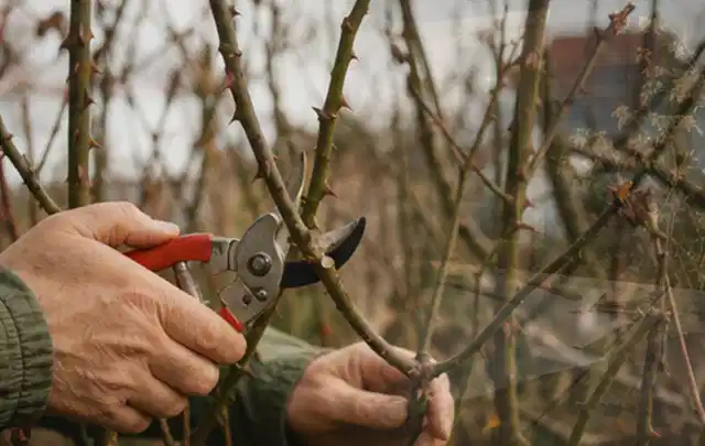 Hände schneiden einen älteren Rosenstrauch mit einer sauberen Gartenschere; Thema Heckenscheren, Schwerpunkt Vergleich; Praxisalltag.